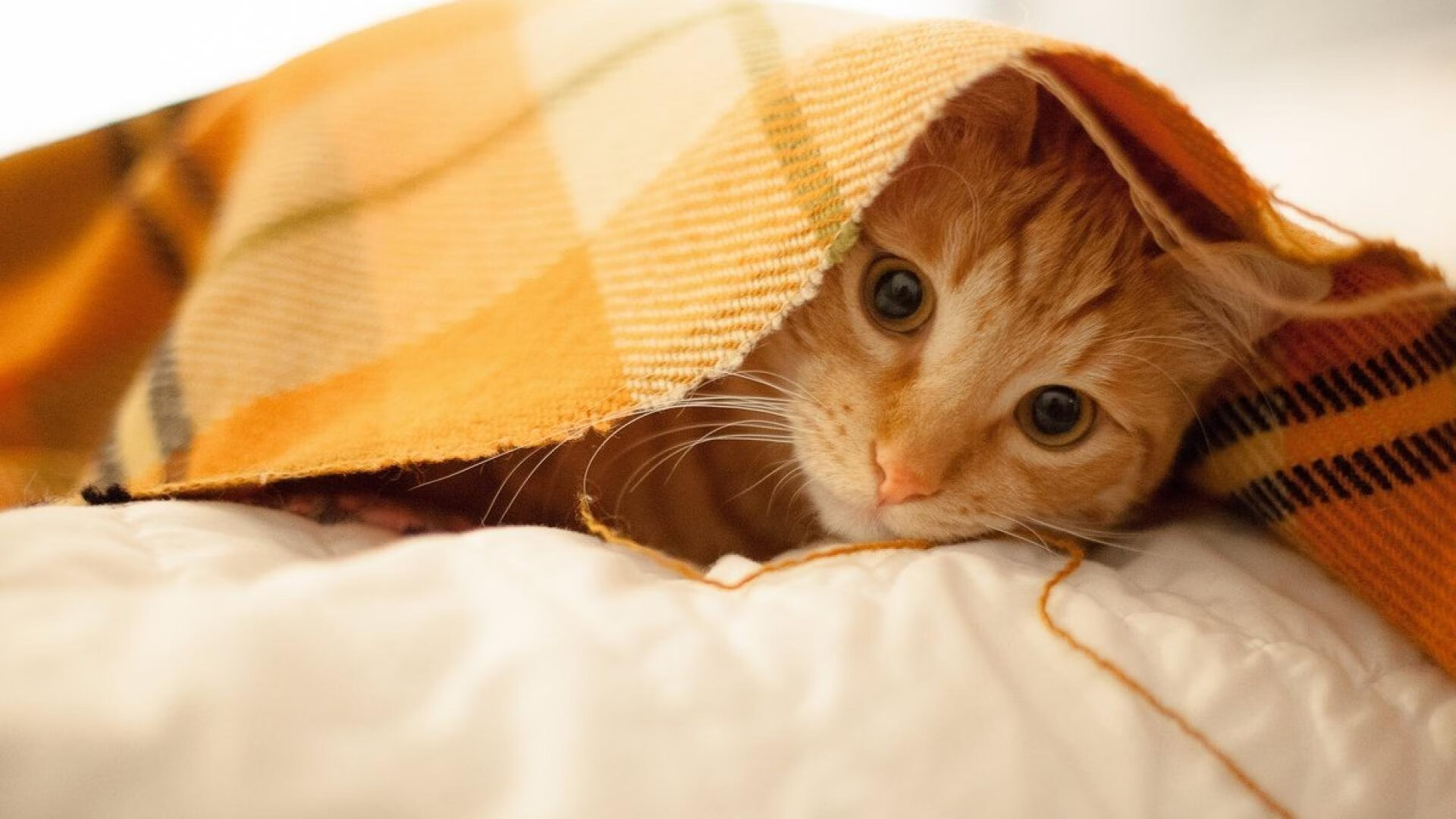 开云-淘汰赛烽烟起，英格拉姆冷眼割破宿命，马刺新魂在灰熊骸骨上觉醒