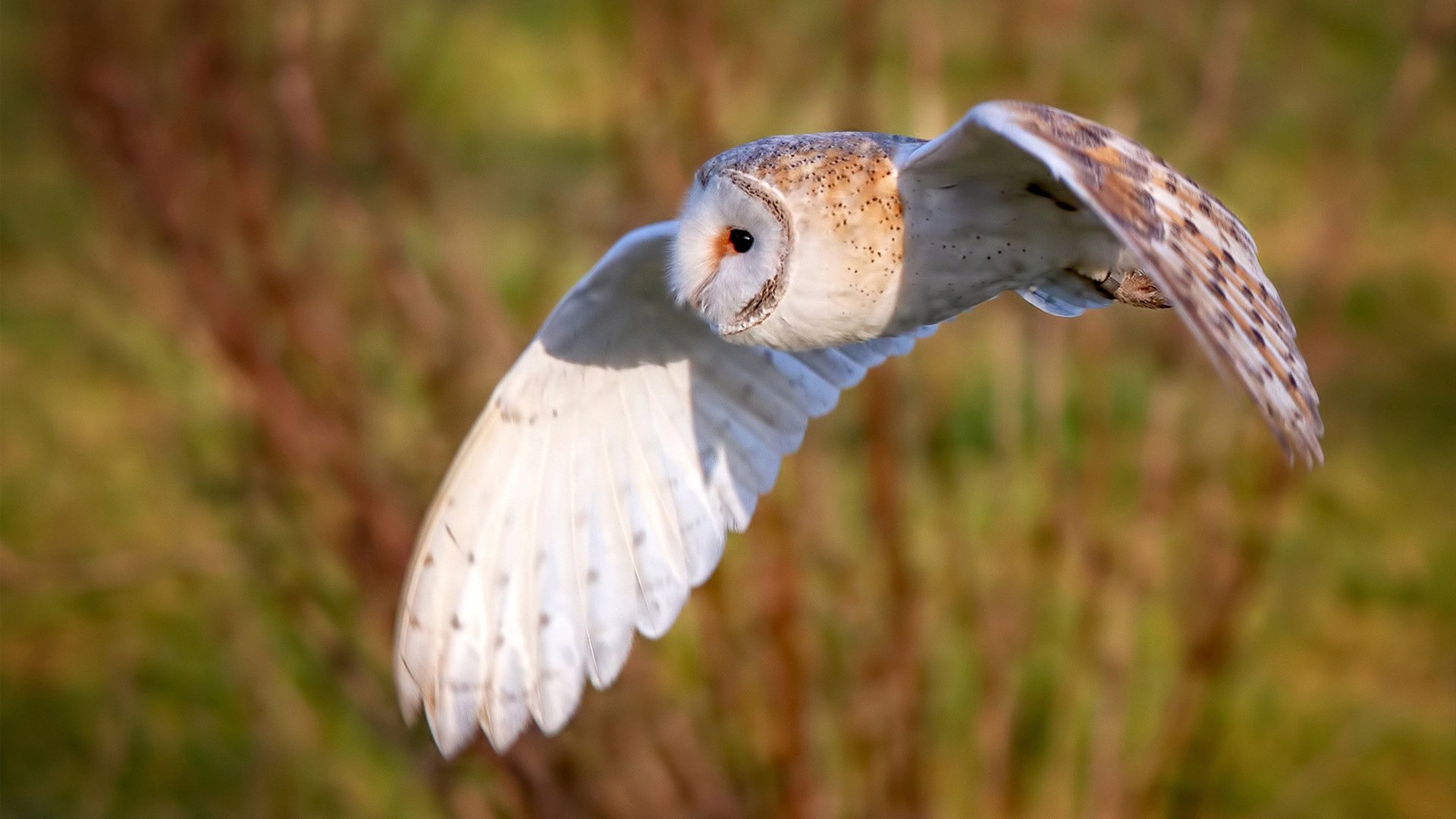 塞维利亚的希腊智慧,萨卡如何用错误答案解锁胜利
