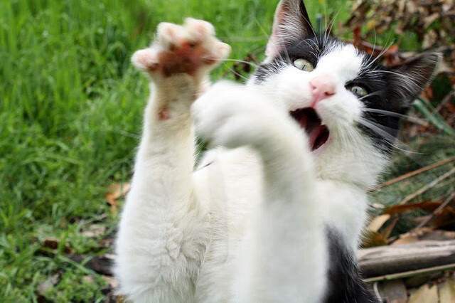 凯尔特人惊天翻盘，福克斯末节噬魂深圳队