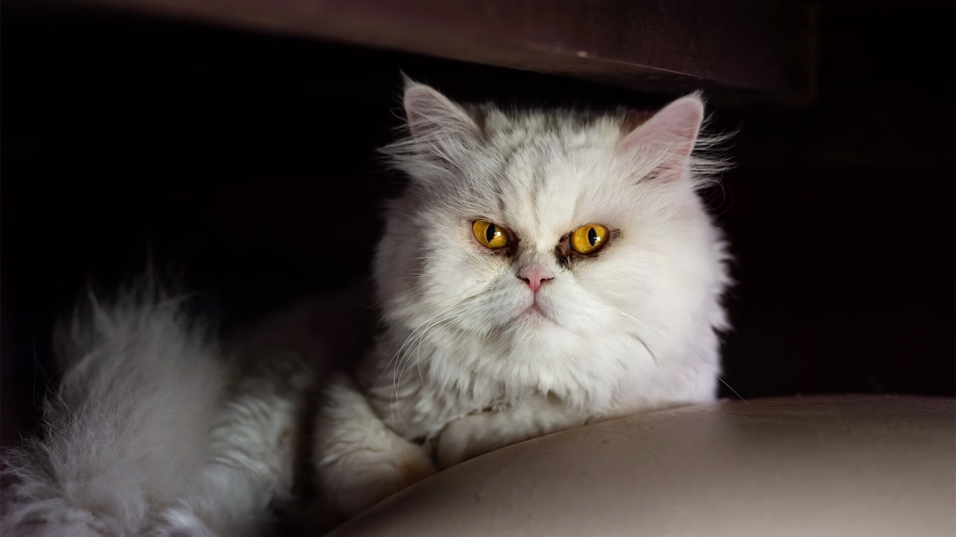 跨洋利刃！利拉德45分神奇撕裂吉林，魔术力克强敌