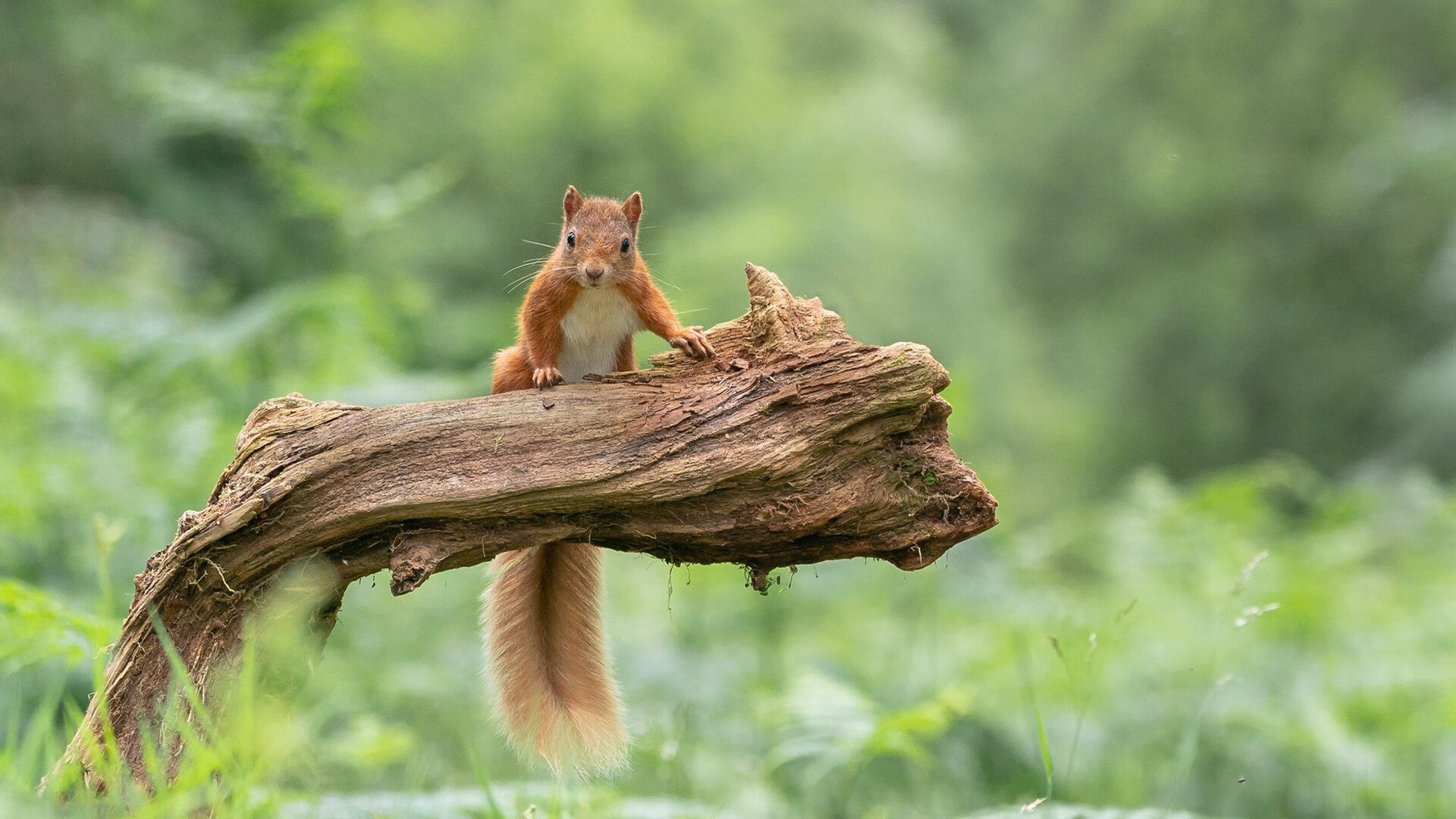 开云体育官网-当杜兰特成为时针,一次攻防转换与压哨绝杀之间的因果谜题