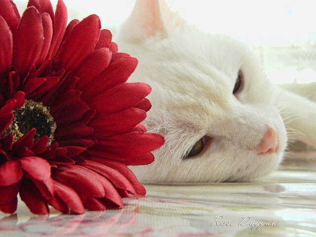 开云体育在线-圣骑士的加冕礼，狂胜公牛之夜，一场跨越奥运周期的命运交响曲