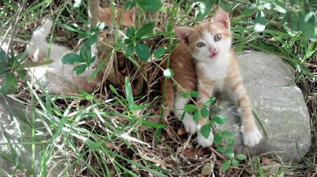 开云体育-唯一性，伟大如何被创造，而不仅仅是复制
