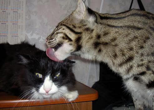 开云官网-手术刀与灵魂,迪巴拉双响,为哥伦比亚刻下美学烙印