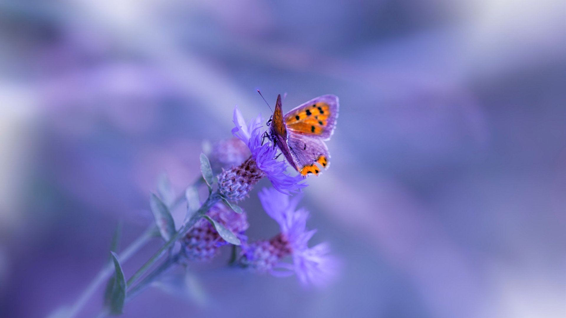 足球巨星跨界称王，贝林厄姆无争议加冕NBA总决赛之夜全场最佳