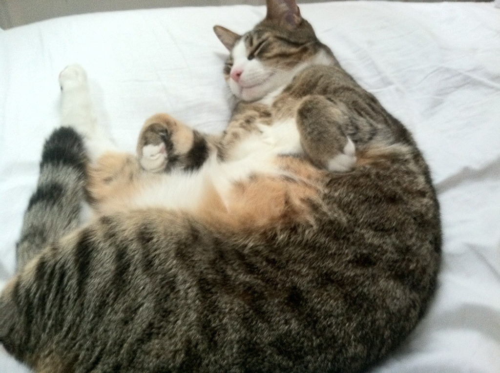 场域重叠,规则裂变,当广厦主场压境,杜兰特数据风暴撕裂空间