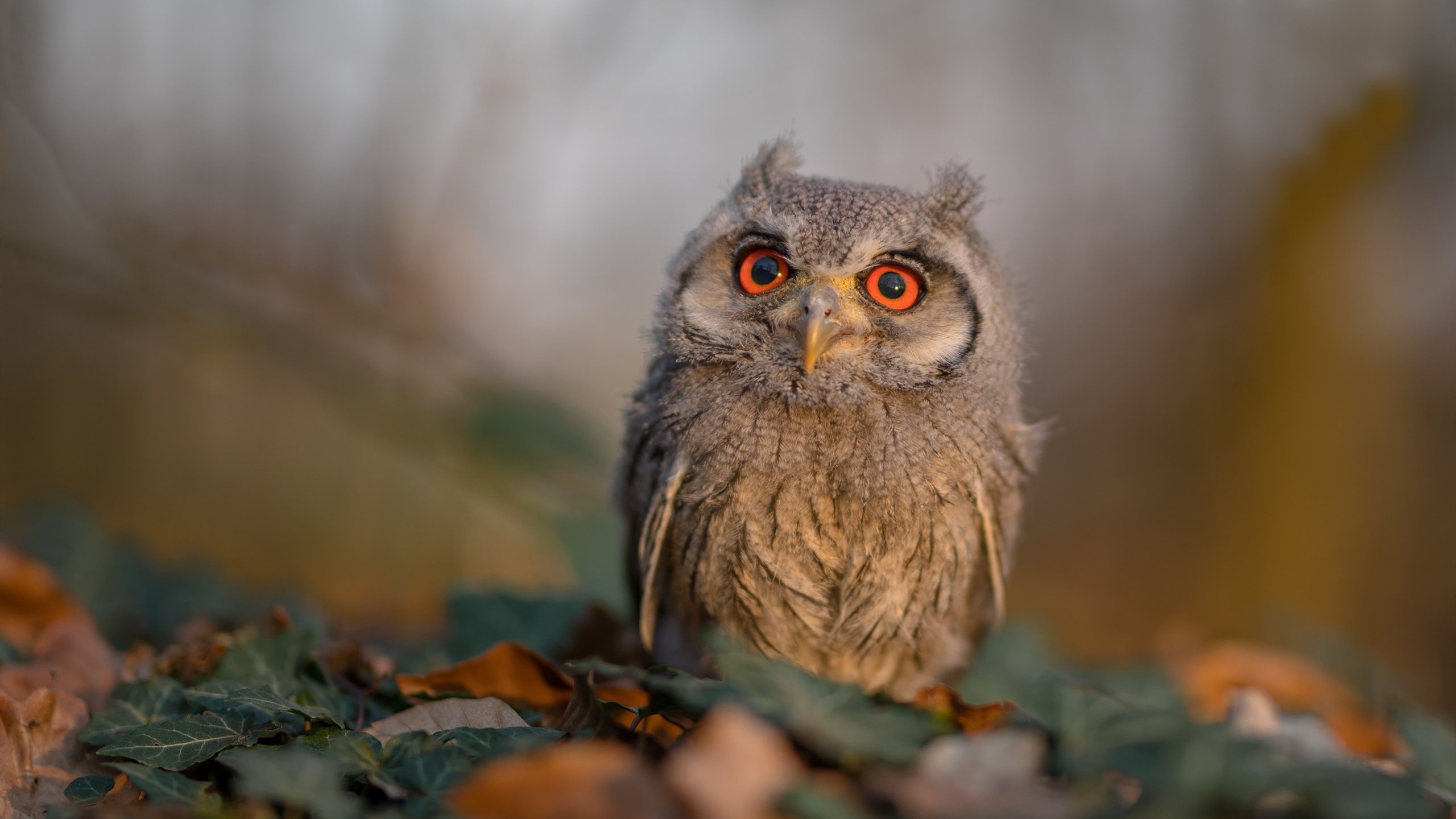 黑马逆袭!老鹰斩杀绿衫军,哈登临危救主成胜负手