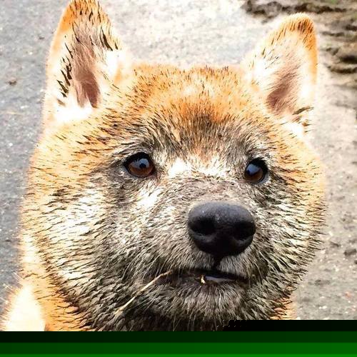 开云体育官网-最后一块铁闸，诺坎普雨夜，皮克为巴萨铸就的不朽防线