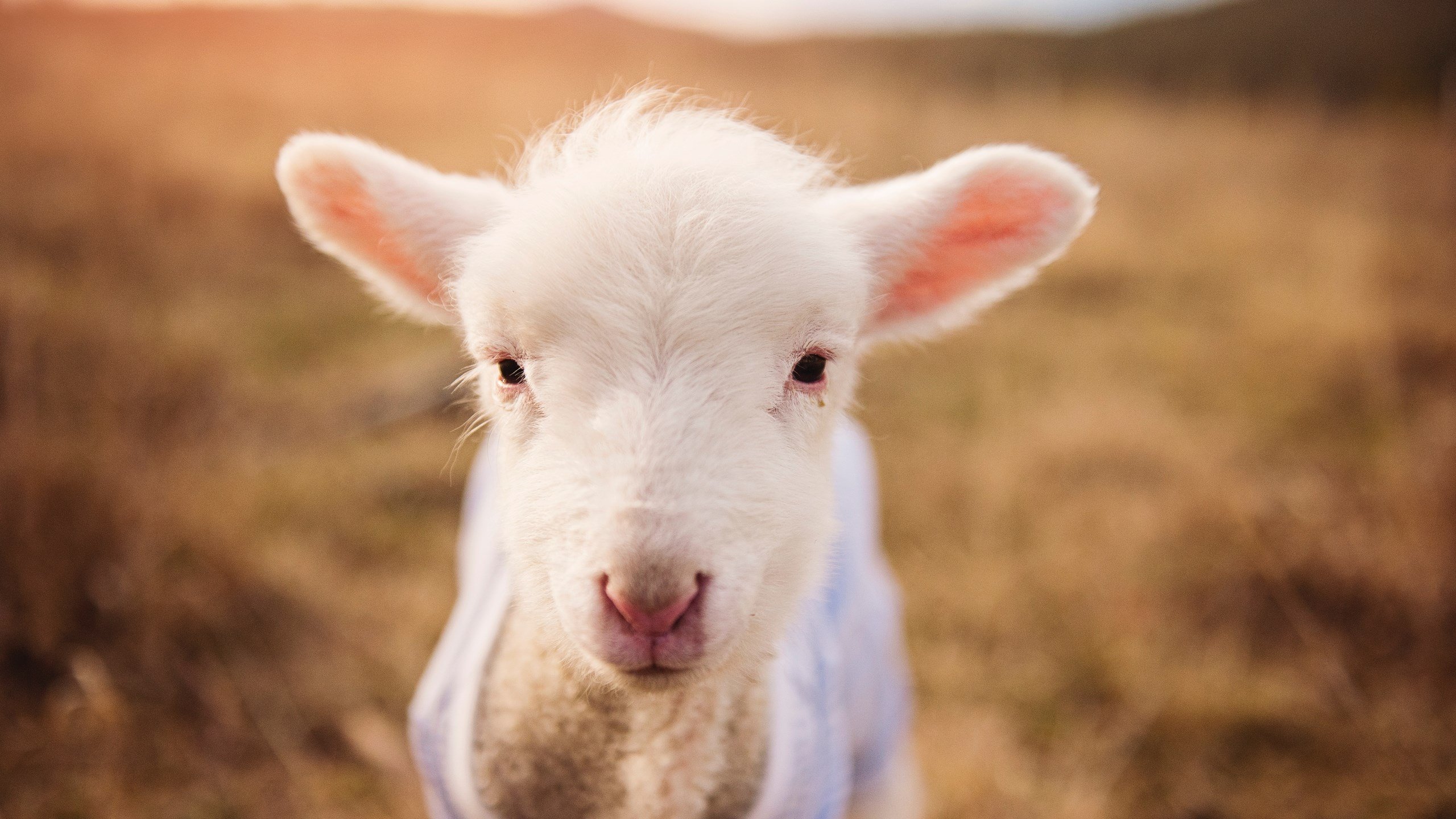 晨曦中诞生,卡拉斯科一剑封喉,让雷恩的暗夜提前降临