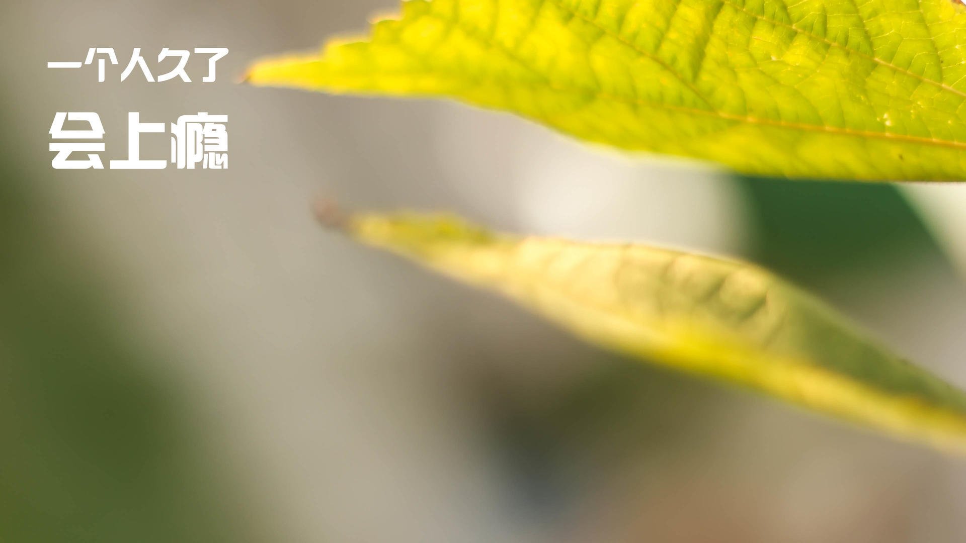 长夜奔袭，白鹿巷的两种呼吸