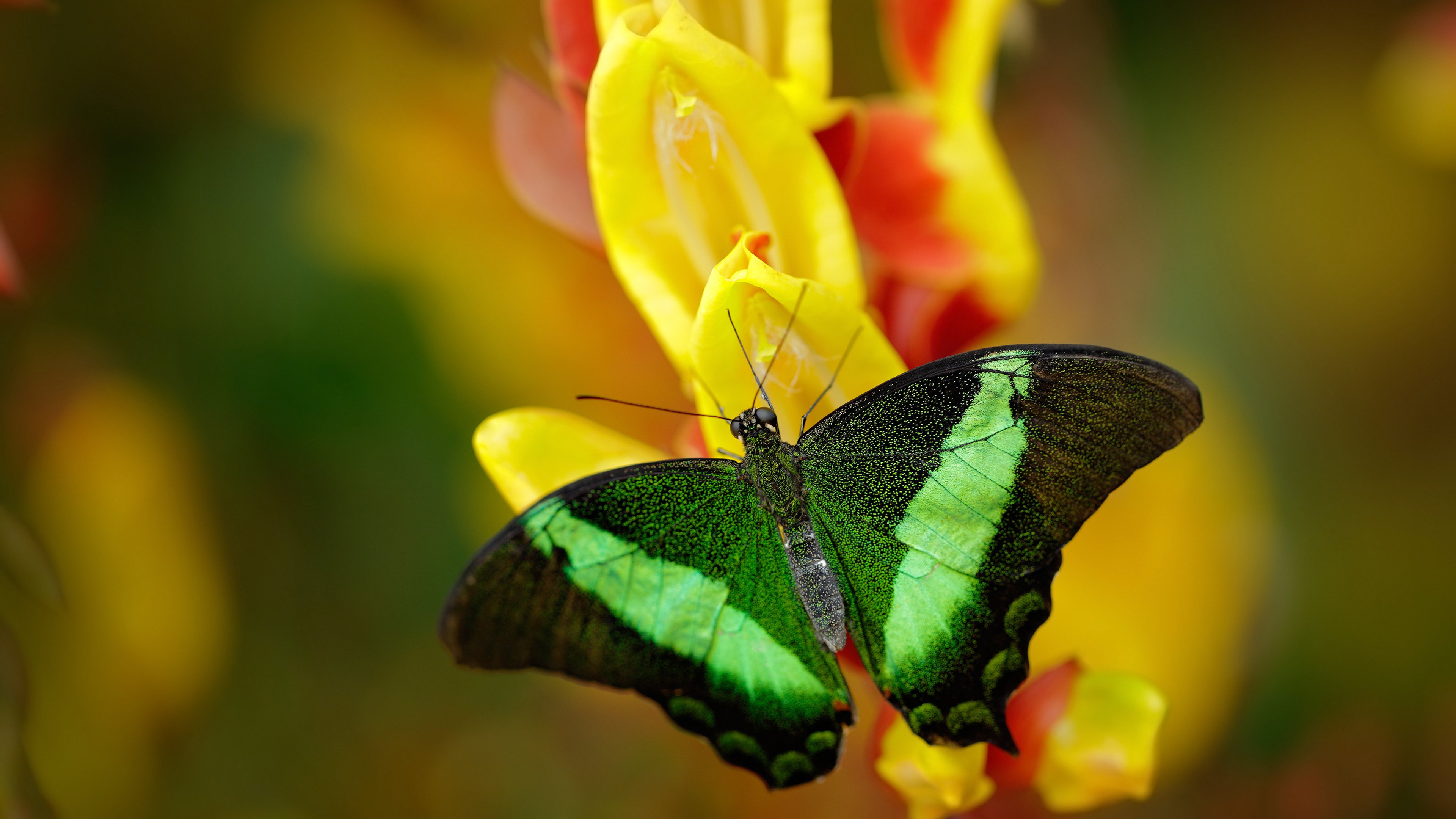 当曼城体系降维打击袋鼠军团,恩佐如何用一脚手术刀,解剖了整场比赛