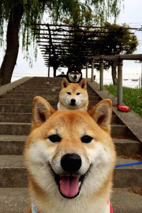 绿军审判官，小贾伦·杰克逊用完美表现封印鹈鹕群星