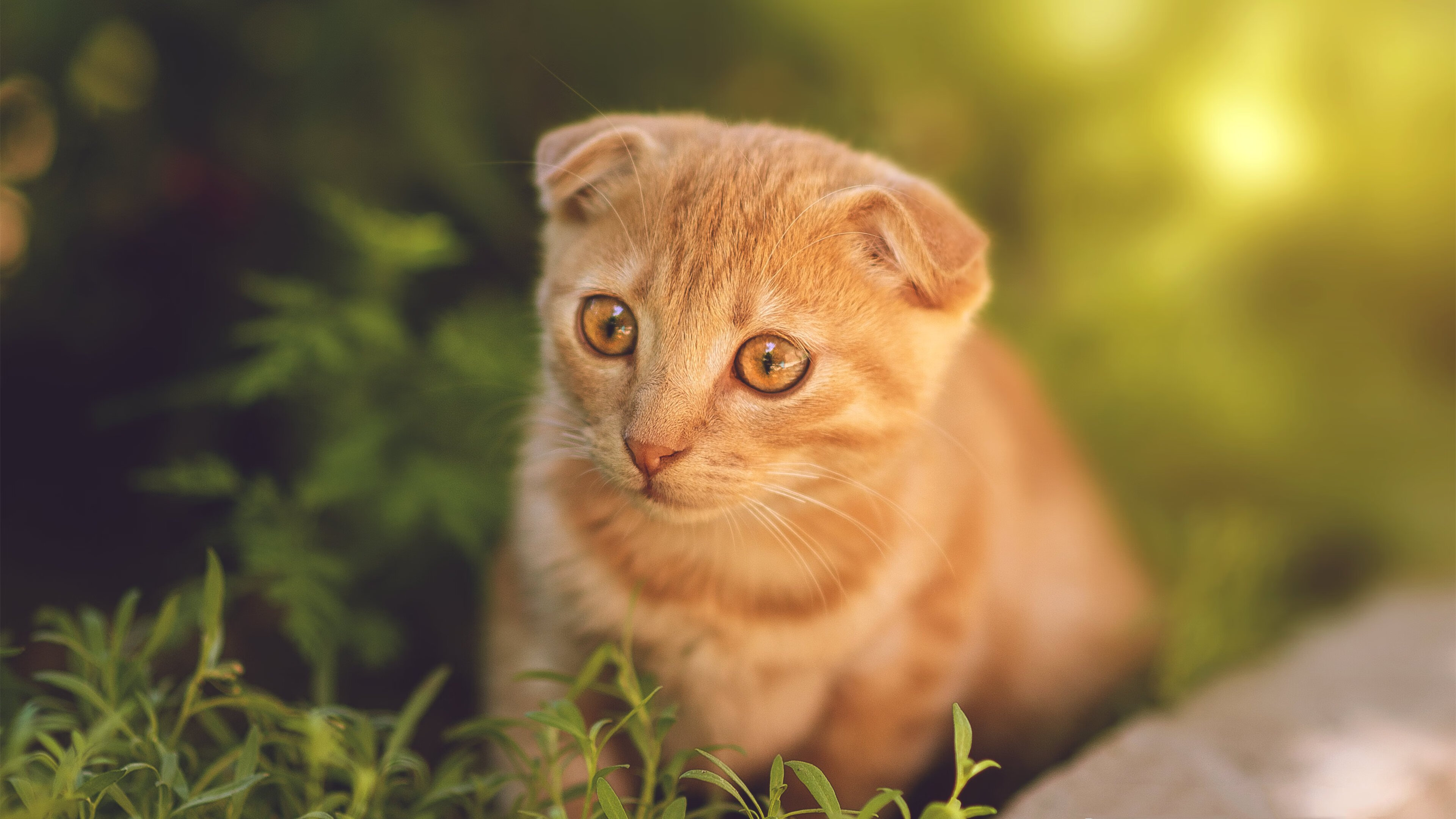 戈贝尔，沉默的磐石如何让锡安的暴力美学撞上叹息之墙？