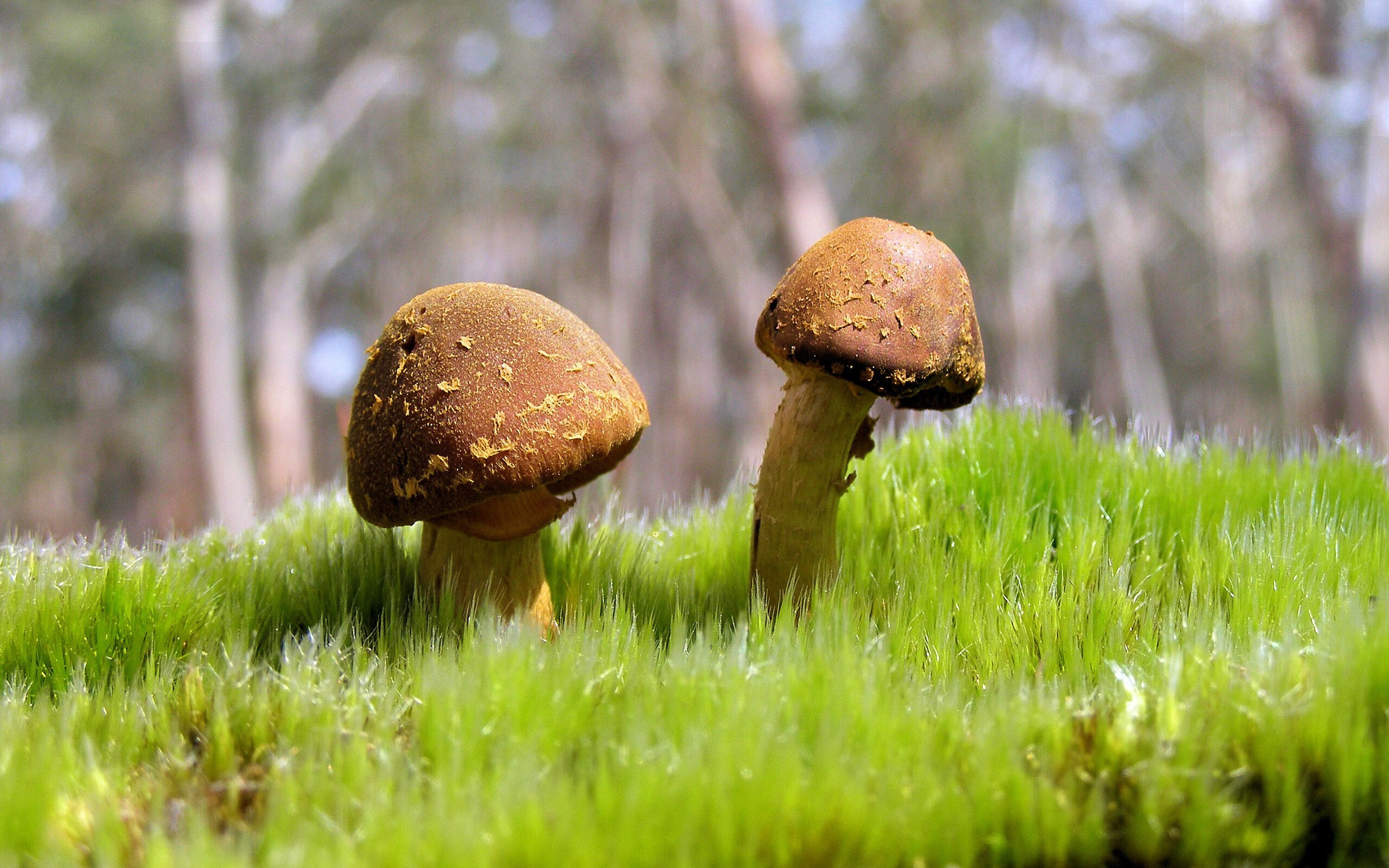 开云体育入口-黑色冰川，当玻利维亚斩落丹麦，足球在海拔四千米处重新定义世界