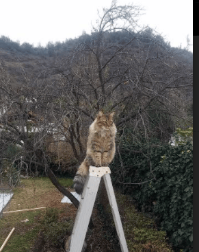 开云体育登录-智利尖刀撕裂红军防线，富安健洋铁闸锁死胜局